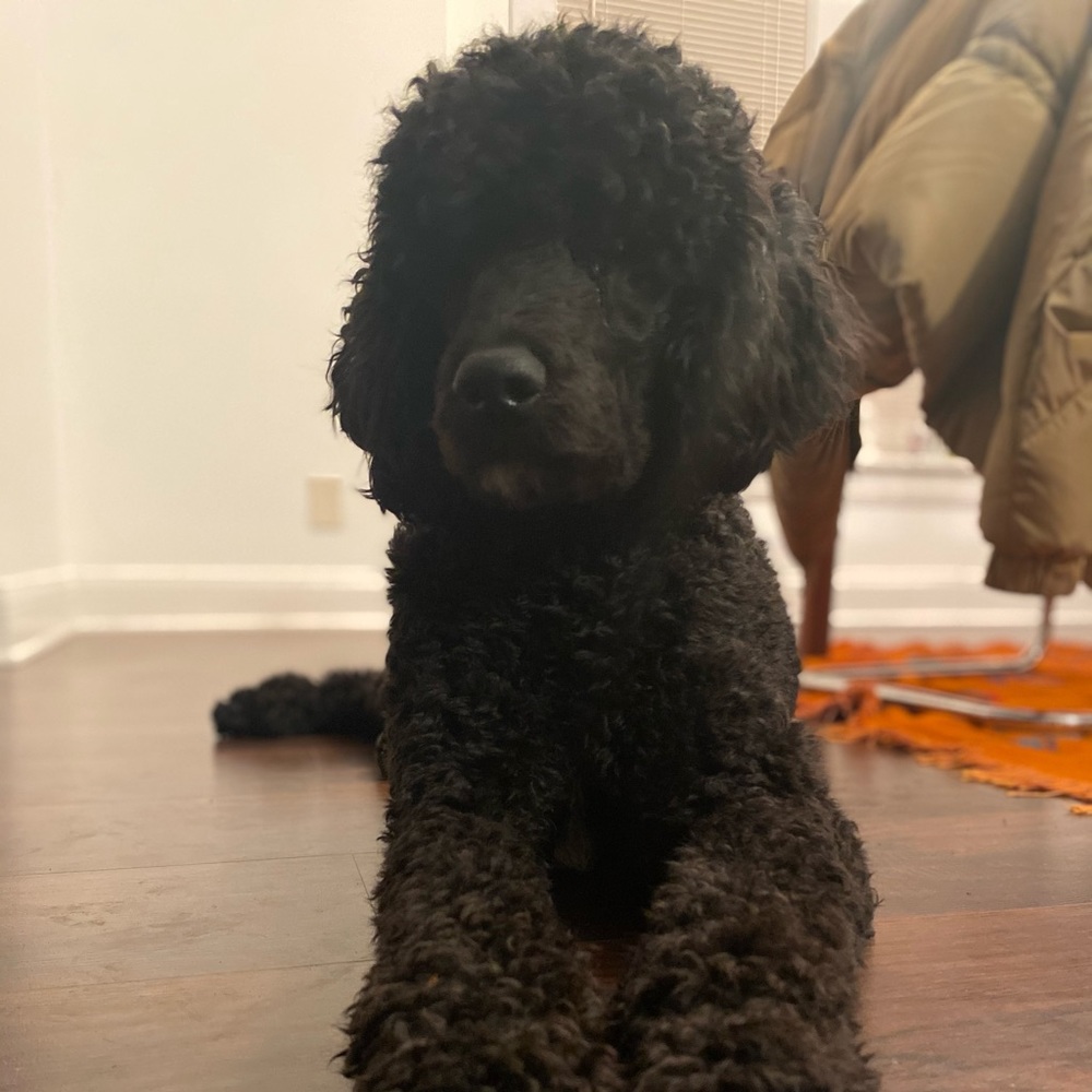 Meet your Posher, Jia